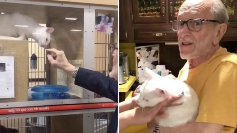 New Jersey Man Goes To Pet Store After His Wife’s Passing And Finds A Reason To Smile Again