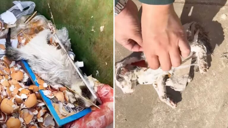 Texas Man Checks A Trash Can After Hearing ‘Sound’, Then Freezes In Shock