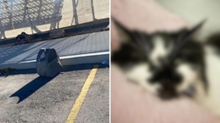 Man Notices Abandoned Carrier In Parking Lot In Nevada, A Second Look Breaks His Heart