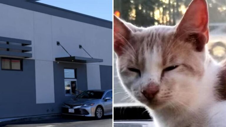 Texas Man Stops At Taco Bell For Food But Ends Up Leaving With A Furry Bonus In His Hands