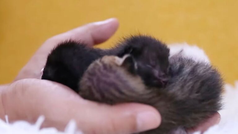 Man Finds Cats Dumped In A Box On A Vacant Lot In Ohio, But A Closer Look Leaves Him Shaken