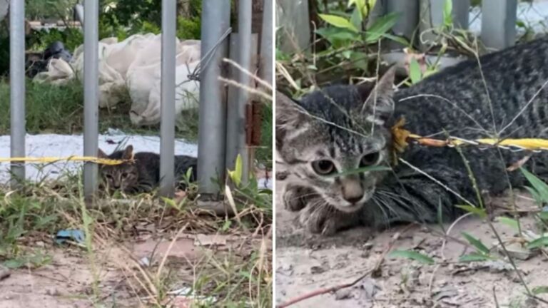 Passerby Sees Terrified Cat Chained To A Fence At Vacant Home In Kentucky And Chooses To Help