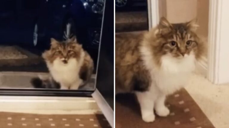 New York Man Let A Stray Cat In Overnight But What Happened Next Changed Everything