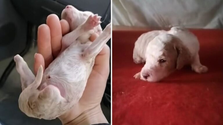 New York Man Finds A Newborn Puppy Crying On The Roadside And Makes A Devastating Discovery