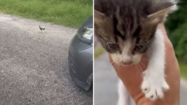 Ohio Man Pulls Over For Tiny Kitten All Alone By The Road And Walks Into An Unbelievable Trap