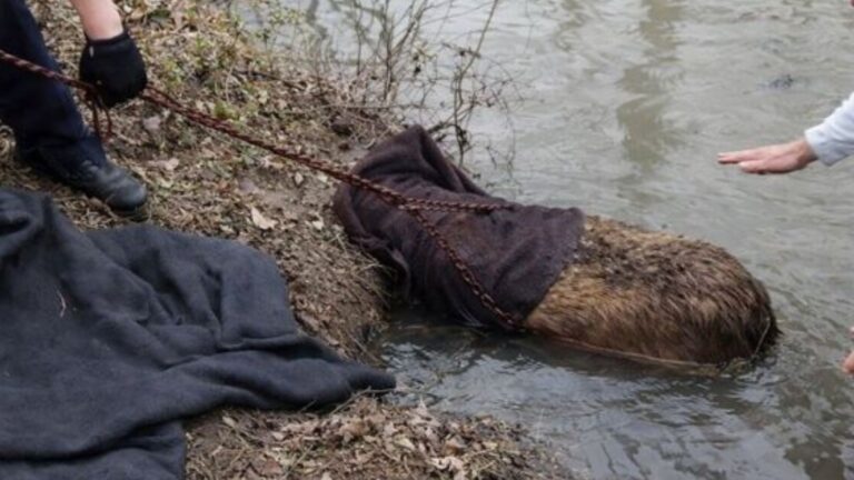 Oklahoma Man Thought He Was Saving A Beaver Stuck In Mud, The Next Moment Took Him By Surprise