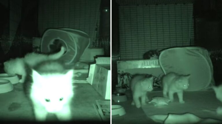 Florida Man Sets Up Night Camera To Monitor His Kittens And Gets The Sweetest Surprise