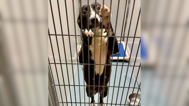 Texas Woman Meets A Sweet Shelter Dog About To Be Euthanized And Makes A Life-Changing Decision