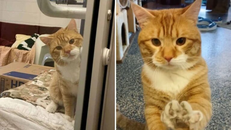 New York Shelter Cat Abandoned Two Times Waves At Visitors, Hoping Third Home Is Forever