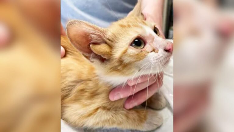 Tennessee Mechanic Sees A Box Outside His Shop And Finds 4 Precious Lives Hanging By A Thread