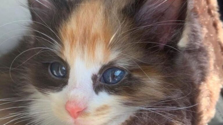 NY Student Meets Newborn Kittens On Farm, Then Notices One Incredibly Different From The Rest