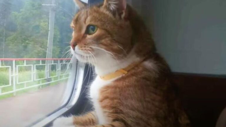 Michigan Cat Falls Asleep On A Train Beside His Humans Only To Wake Up Alone And Abandoned