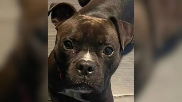 Oregon Shelter Dog Keeps Getting Overlooked Again And Again And The Reason Is So Unfair