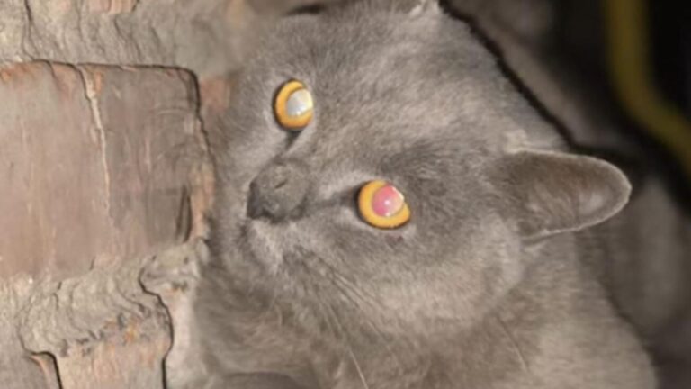 Terrified Cat Cornered By A Pack Of Aggressive Dogs In Michigan Yard Rescued At The Last Second