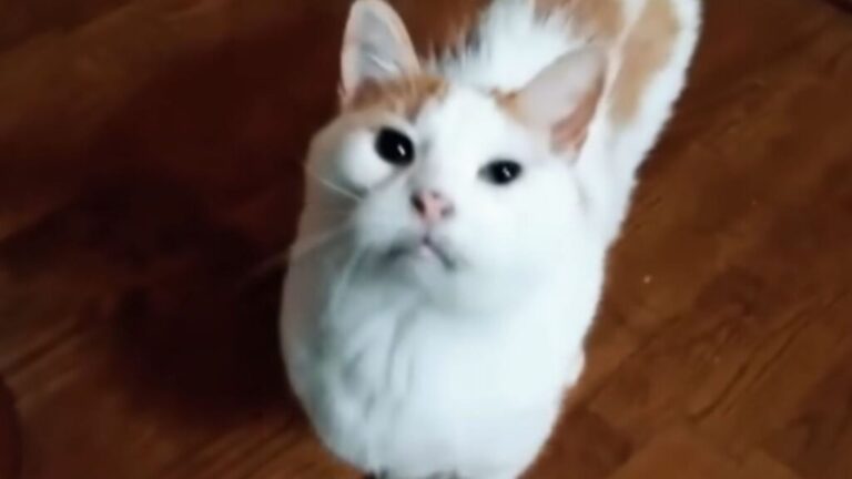 Woman Adopts A Cat From Maryland Shelter Only To Realize That ‘This Was A Big Mistake’