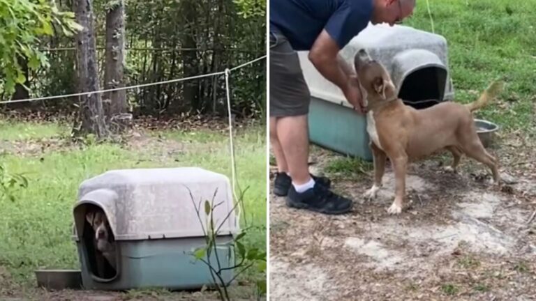 Alabama Couple Sees Chained Dog While House Hunting, What They Discover Next Is Heartbreaking