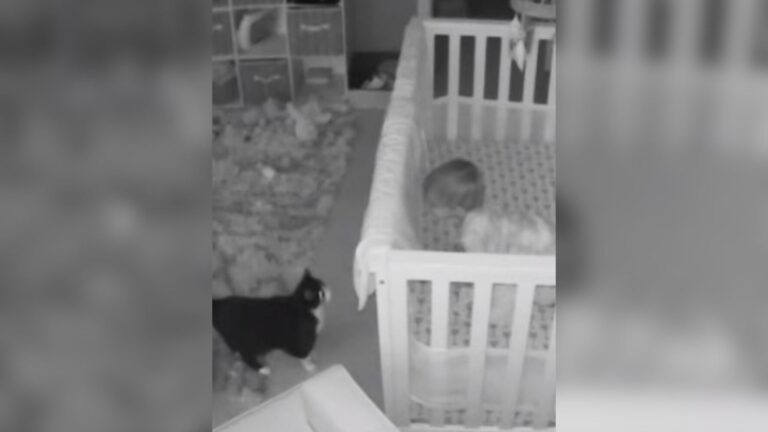 Ohio Mom Checks Baby Monitor In The Middle Of The Night And Catches An Unforgettable Scene
