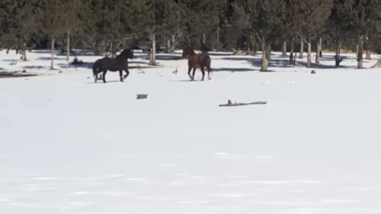 Watch The Moment Wild Stallion Reunites With His Soulmate After Being Separated In Oregon