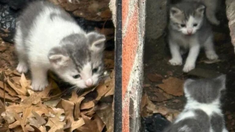 NY Neighbors Hear Strange Sounds From Hole Between Buildings, Then See Tiny Paws Reaching Out