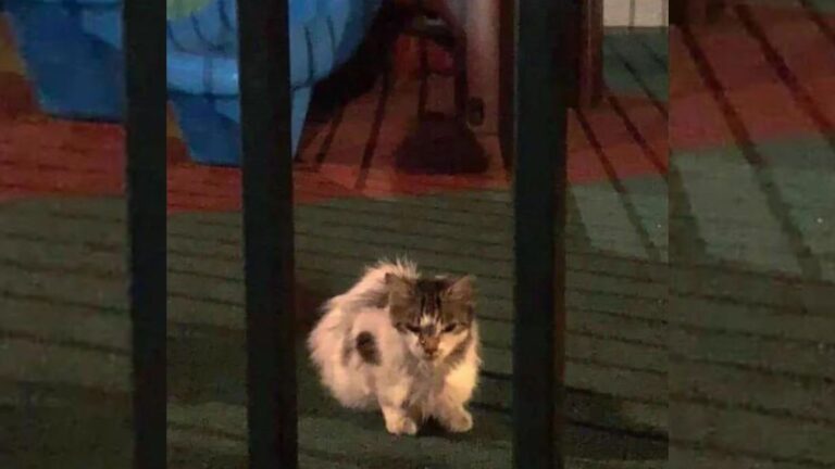 New York Woman Saves Struggling Stray Cat, But She Doesn’t Know About The Surprise She’s Hiding