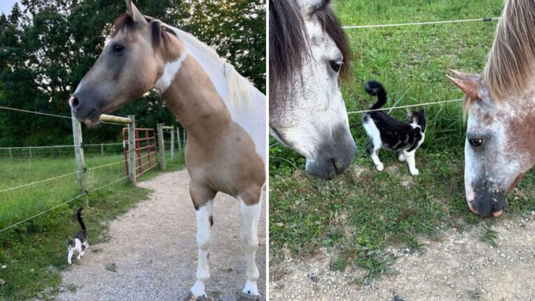 Once-Wild Mustangs In Utah See A Kitten For The First Time And Decide He’s Family Now