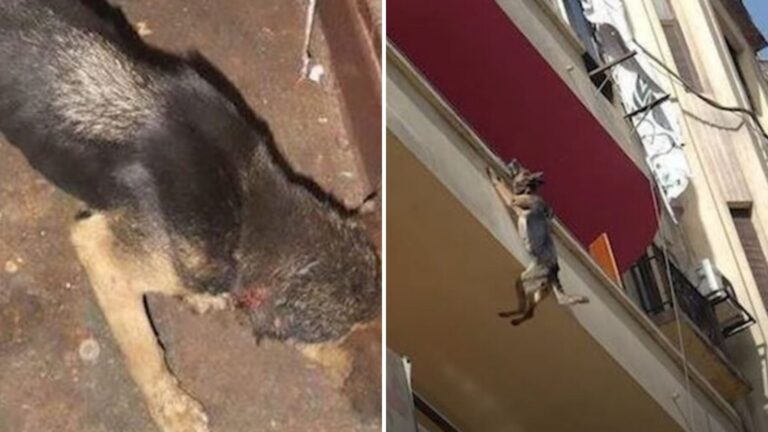 Dog Found On Third-Floor Balcony In Texas, Hanging From Chain And Trying To Escape Neglect