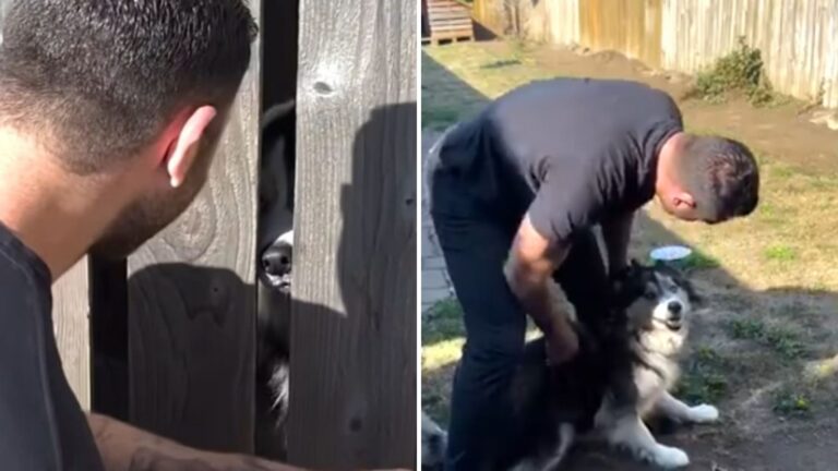 Neglected Dog Spent Life Stuck In Oregon Yard, Now Watch His Reaction When He Finally Steps Out