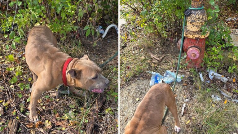 Woman Notices Emaciated Dog Near Fire Hydrant In Detroit And Chooses To Take A Closer Look