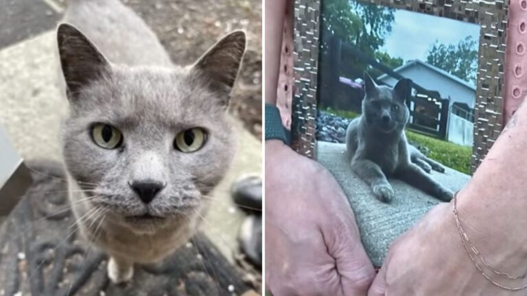 Kentucky Family Horrified After Discovering What A Neighbor Did To Their Cat
