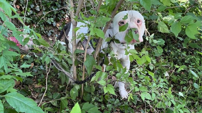 Louisville Locals See Dog Hiding In Bush For Days, Then They Realize The Heartbreaking Reason