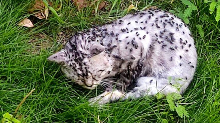 NY Woman Stumbles Upon A Cat Lying On The Grass Covered In Flies, Living His Last Moments