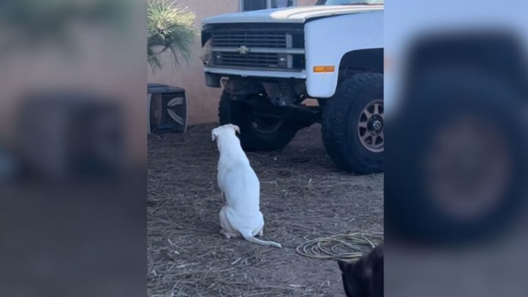 Arizona Family Sees Their Dog Fixated On Old Truck, Then Realizes Someone Special Is Inside