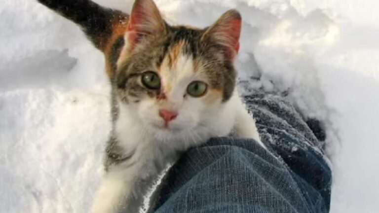 Man Spots A Shivering Cat By The Roadside In Michigan And His Heart Sinks When He Gets Closer