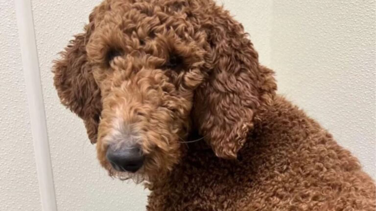 New York Woman Takes In Rescue Poodle In Need And Wakes Up To A Surprise She Never Expected