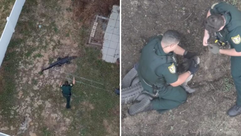 Jaw-Dropping Video Of Officers Catching Huge Alligator In Florida Yard Goes Viral Overnight