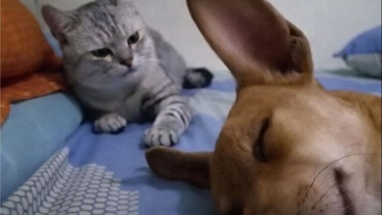 Ohio Cat Reacts To Sleeping Dog’s Flatulence And The Internet Can’t Stop Laughing
