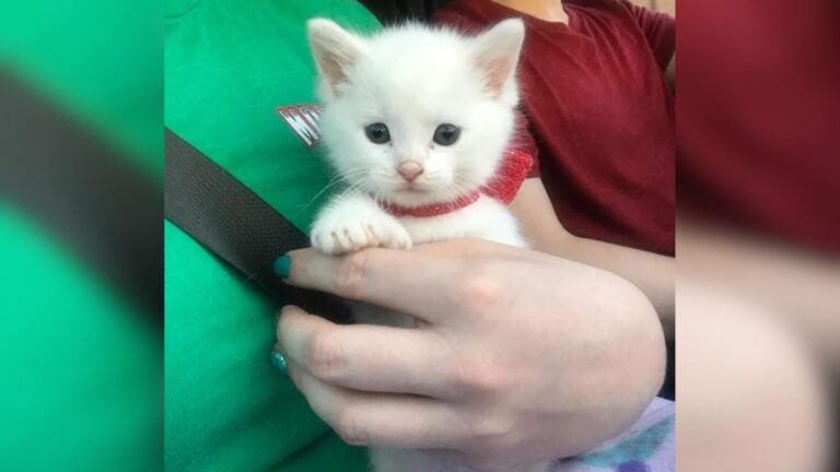 Ohio Man Wants To Euthanize Adorable Kitten And You Won’t Believe The Bizarre Reason