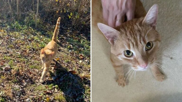Ohio Woman Notices Feral Cat Hiding In The Bushes And Gets A Feeling She Can’t Ignore