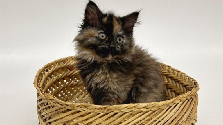 Oregon Shelter Staff In Awe After New Kitten’s Gender Check Reveals ‘Once-In-A-Lifetime Moment’