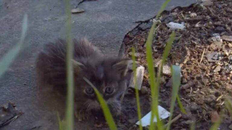 Orphaned Kittens Dumped In LA Landfill Make A Faint Cry For Help And Someone Finally Hears