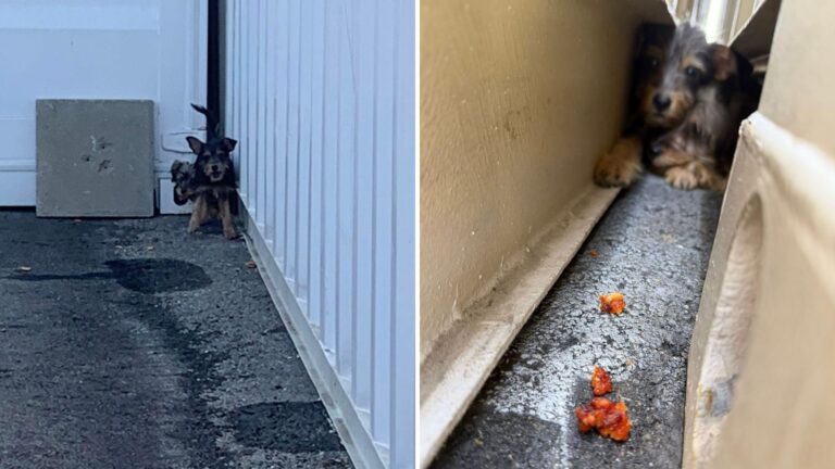 Orphaned Puppies Hide In Fear Behind A School In LA, Then One Woman Changes Everything