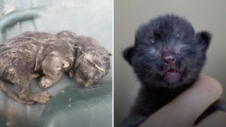 California Family Finds Tiny Kitten Dumped In Trash Can, They Had No Idea What Was Coming