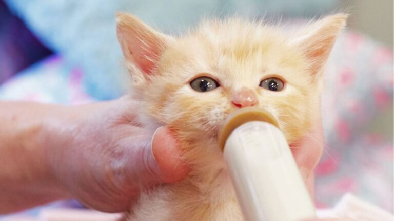 Texas Girl Buys Scruffy Little Kitten At Flea Market For $1 And Hits The Jackpot