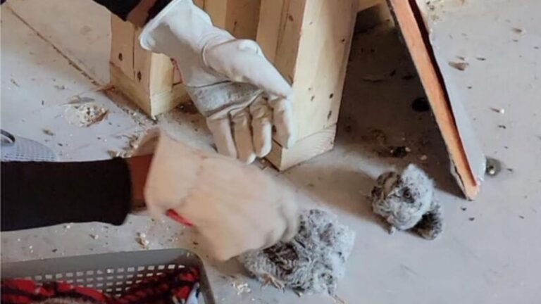 Florida Construction Crew Left In Shock After 4 Tiny Owlets Drop From Air Vent Onto Hard Ground