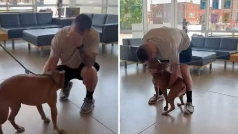 Ohio Shelter Staff Scans A Stray Dog’s Microchip And It Leads To A Moment No One Will Forget