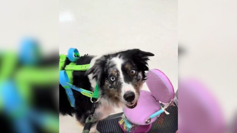 Wisconsin Woman Tells Her Service Dog To Find A Chair And The Result Has Everyone Laughing