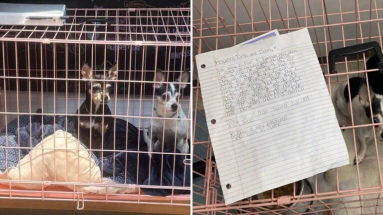 Pink Crate Left Outside Pennsylvania Shelter Reveals A Heartbreaking Scene No One Was Ready For
