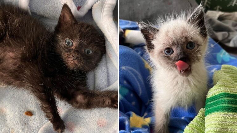 Local Hears Squeaky Sounds In Chicago Woods And Finds These Fluffballs Crying Their Lungs Out