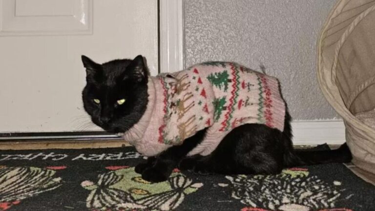 Texas Family Confused When Their Cat Starts Coming Home In Sweaters, Then His Secret Comes Out