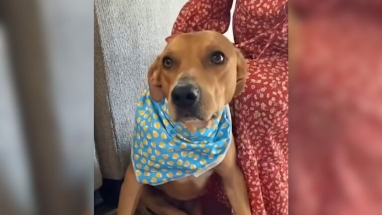 Texas Team Sent Paralyzed Dog To Another Rescue And That’s When Things Took A Shocking Turn